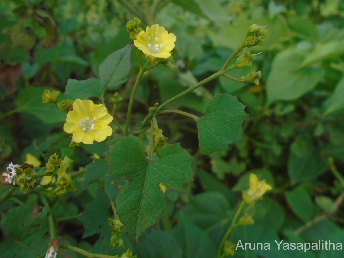 Merremia hederacea (Burm.f.) Hallier f.